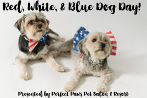 Red, White, and Blue Dog Day
